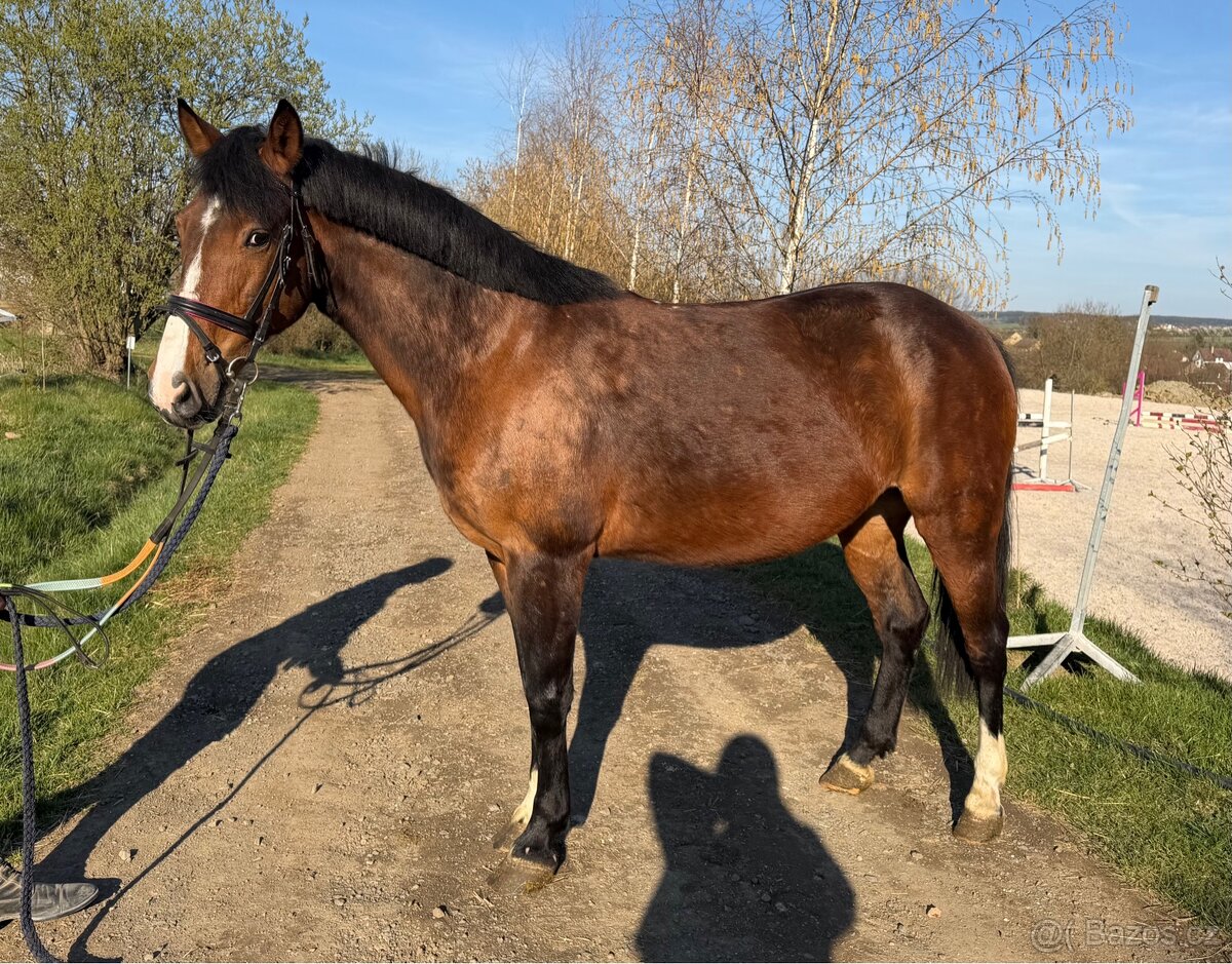 pony klisna - 6