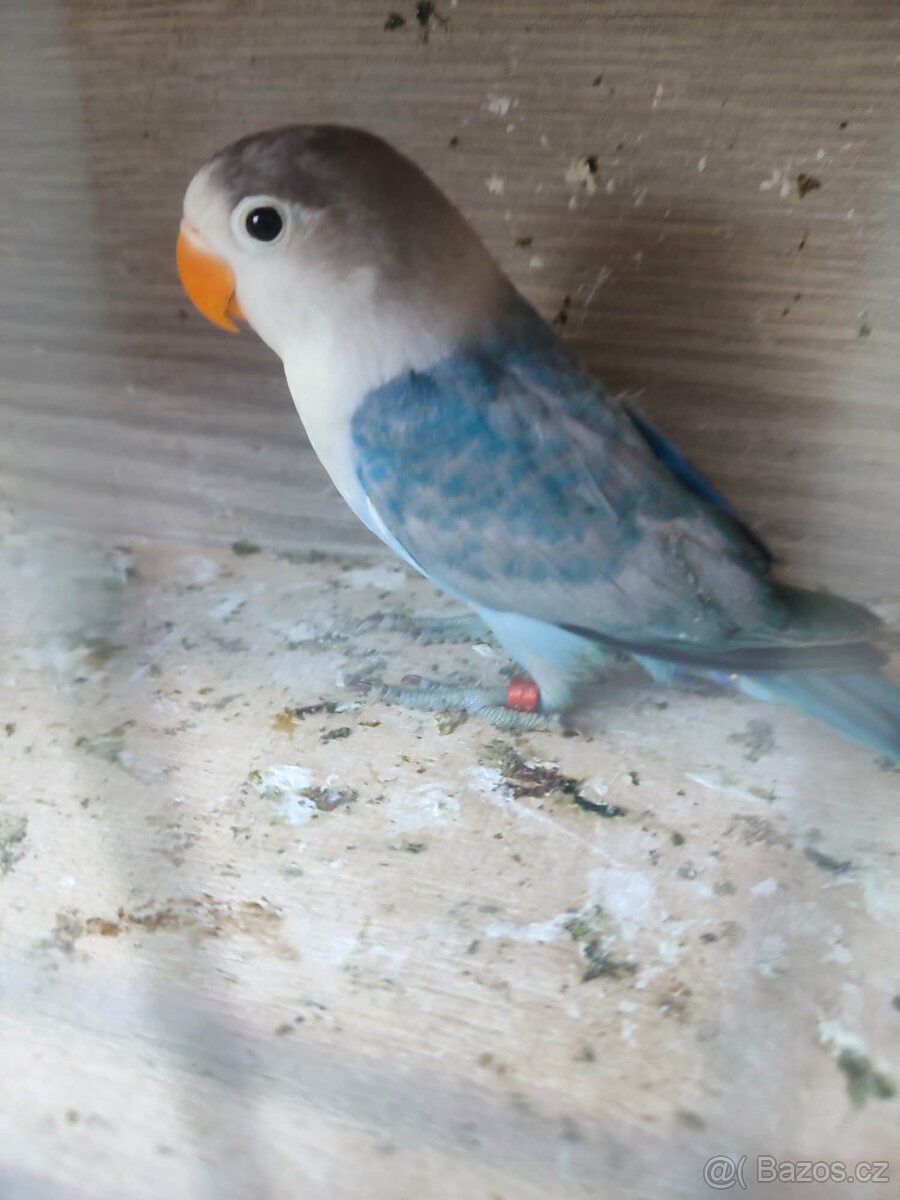 Agapornis - 6