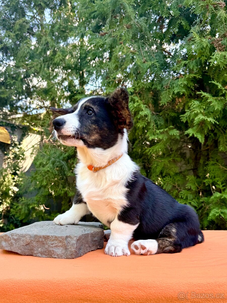Welsh corgi cardigan s PP. - 6