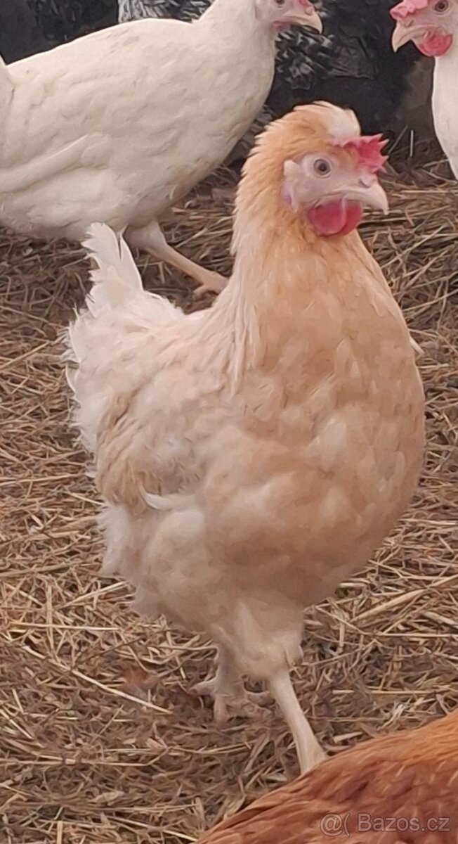 Kurice, slepice, nosnice - 6