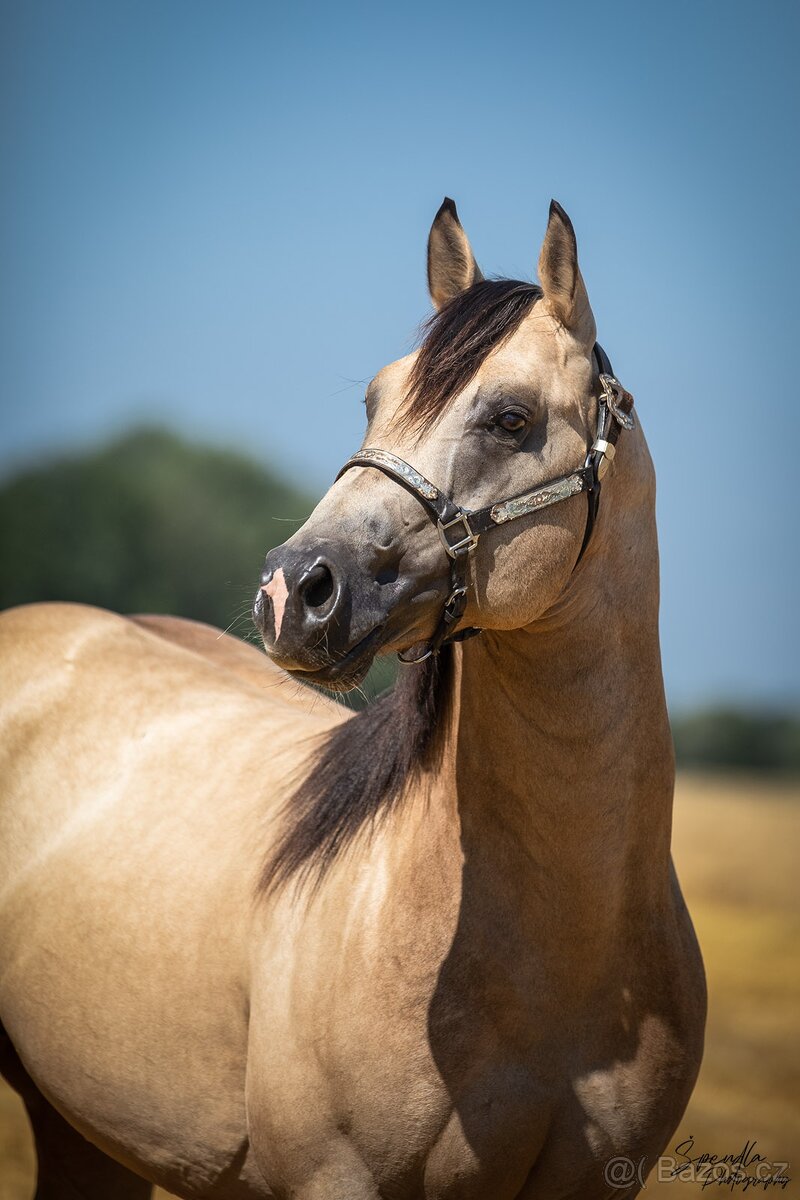 Připouštění QH hřebcem 7 panel N/N - 6