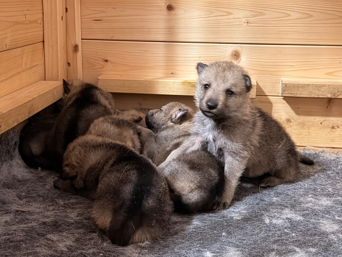 Československý vlčák s PP - 6