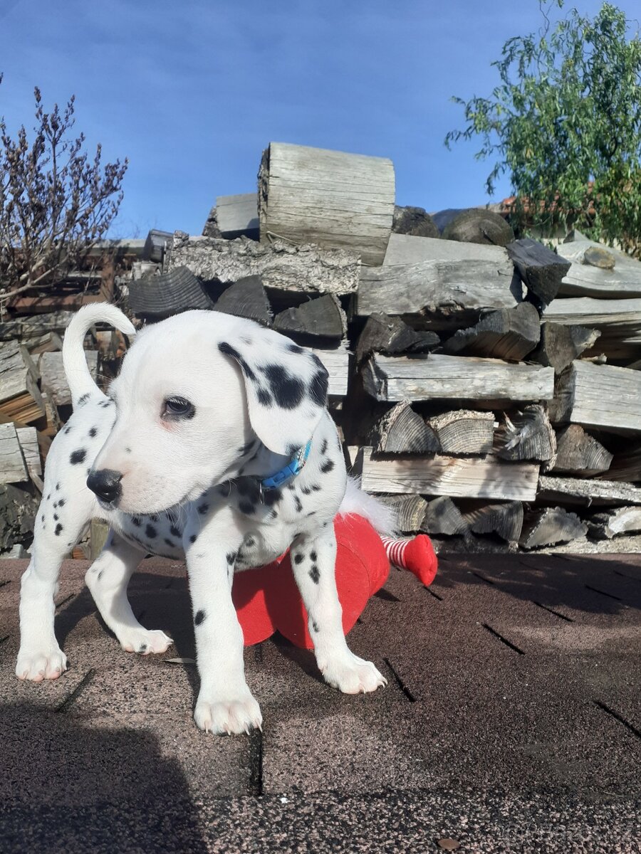 Dalmatin již k odběru - 6