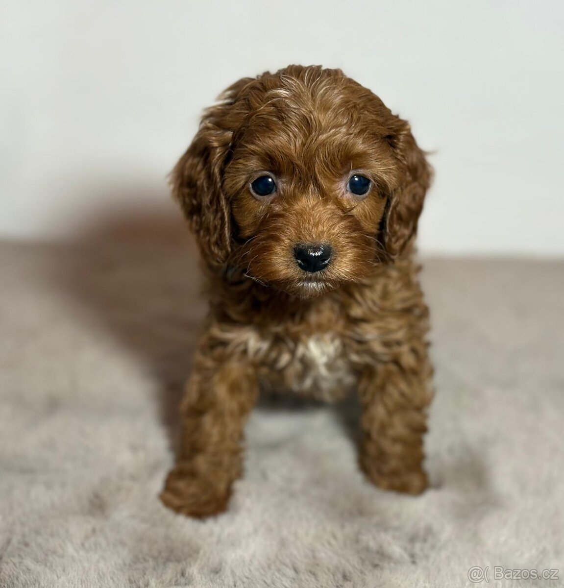 Cavapoo - 6