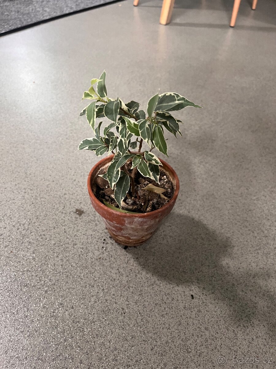 Pokojové rostliny - 6