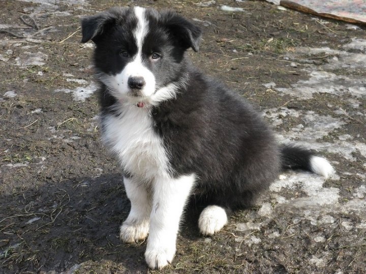 Štěňata border kolie s PP - již k odběru - 6