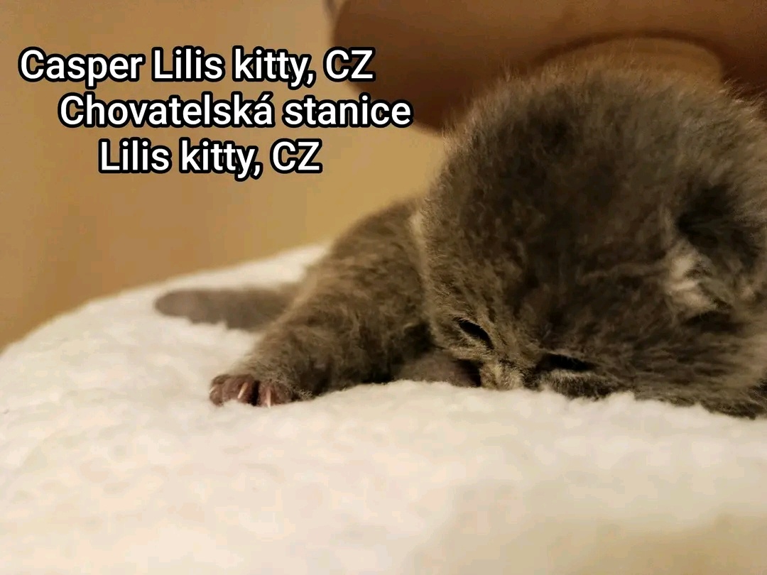 Britska modrá krátkosrstá koťátka - 6