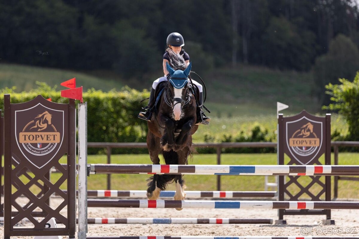 Skvělý PONY B (irský cob do sportu) PRODEJ, výkonnost SP - 6