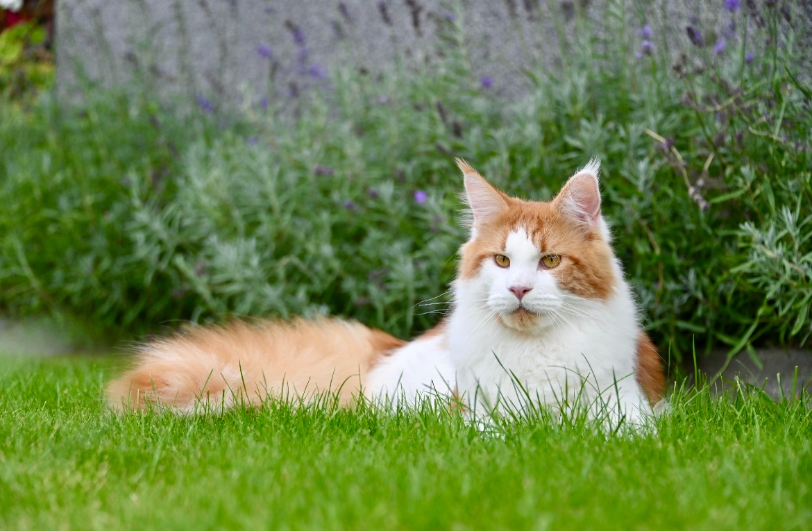 Mainská mývalí krytí - kocour s PP - 6