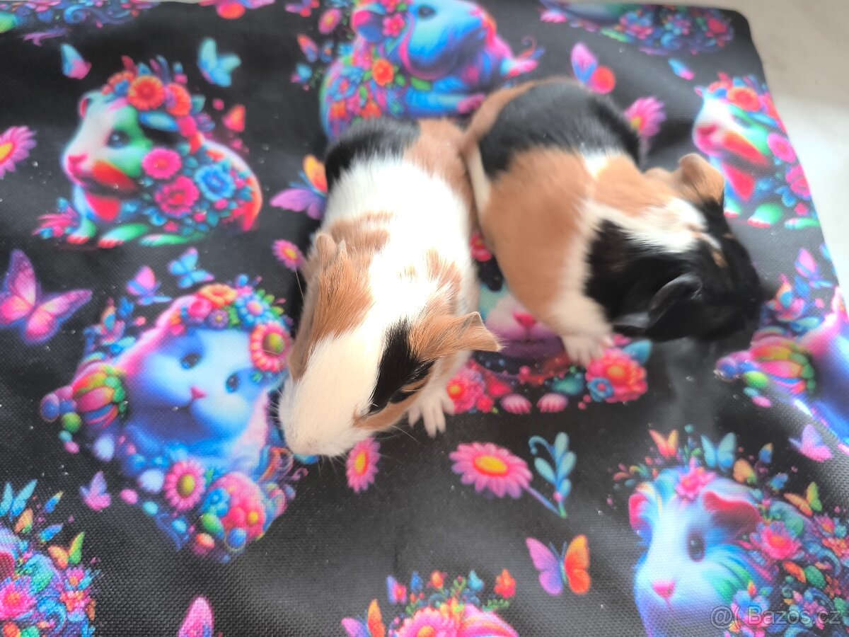 Morčeci miminka - 6