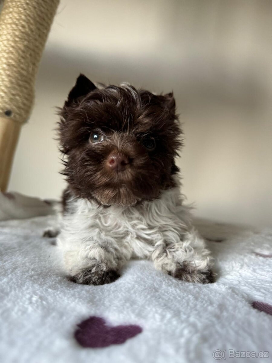 Jorkširský teriér s pp Choco - 6