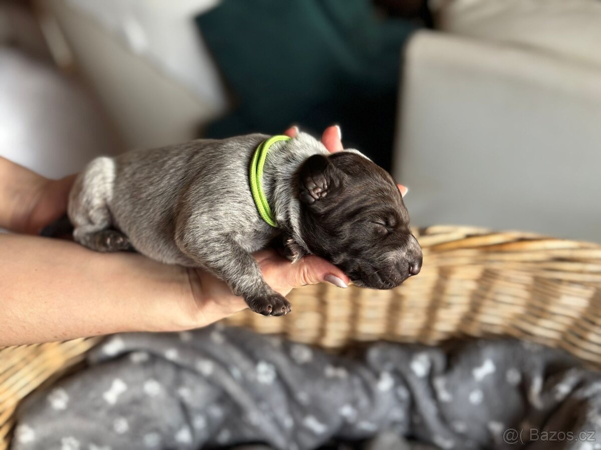 Německý ohař krátkosrstý s PP - 6