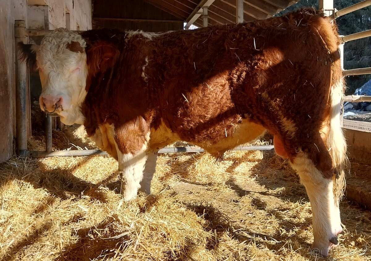 Možnost rezervace plemenných býků masný simentál - 6