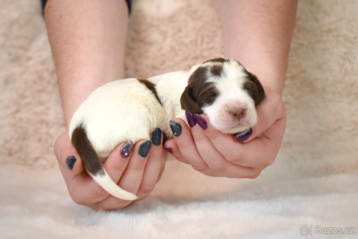 Anglický špringršpaněl štěně - 6