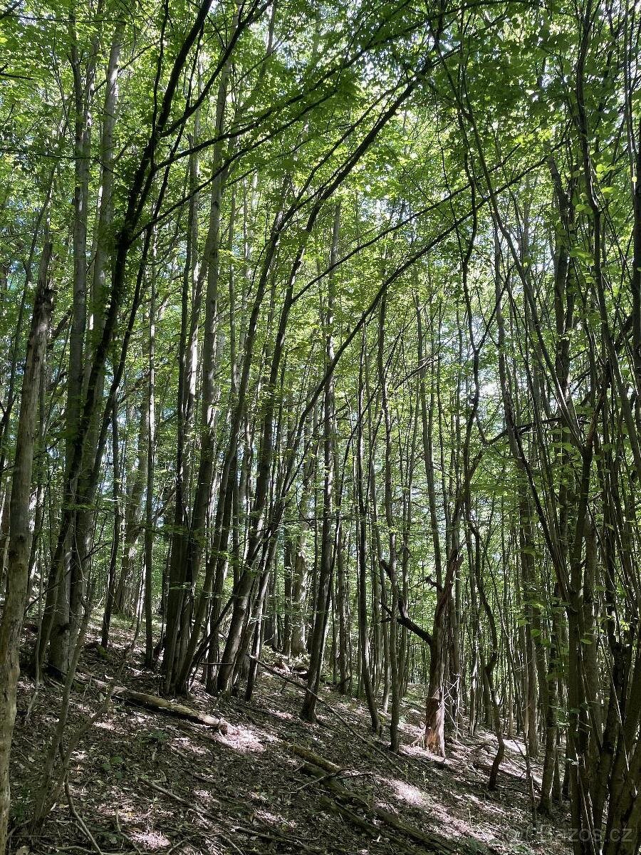 Prodám lesní pozemek v k.ú. Valašská Polanka - 6