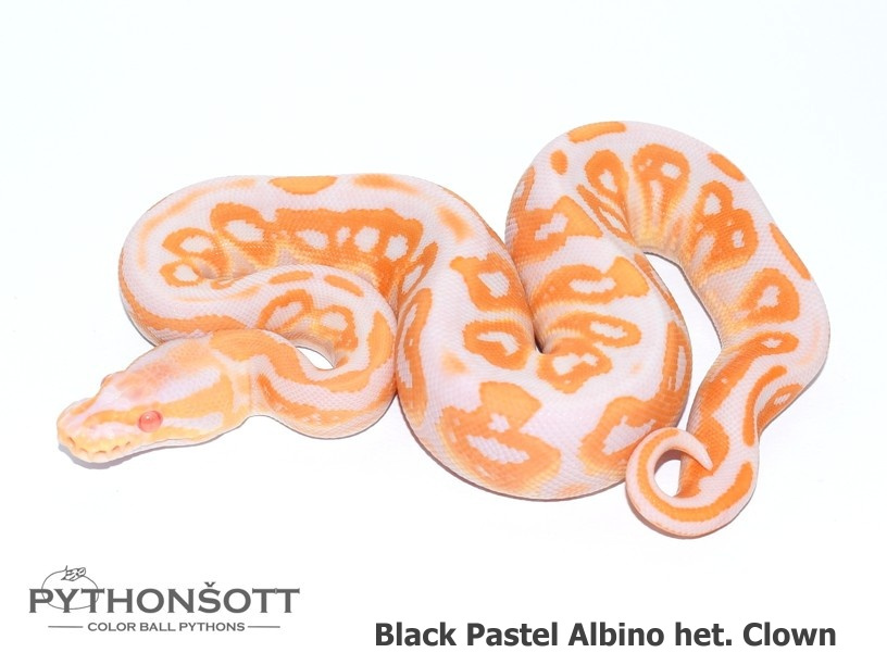 AKTUALIZOVANÁ NABÍDKA MLÁĎAT KRAJTY KRÁLOVSKÉ - 6