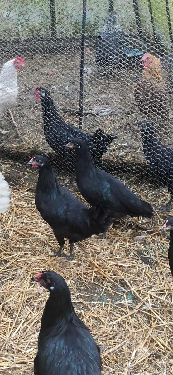 Kohouti, kuřice. - 6