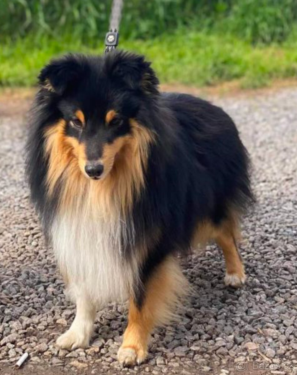 Sheltie - Šeltie - 6