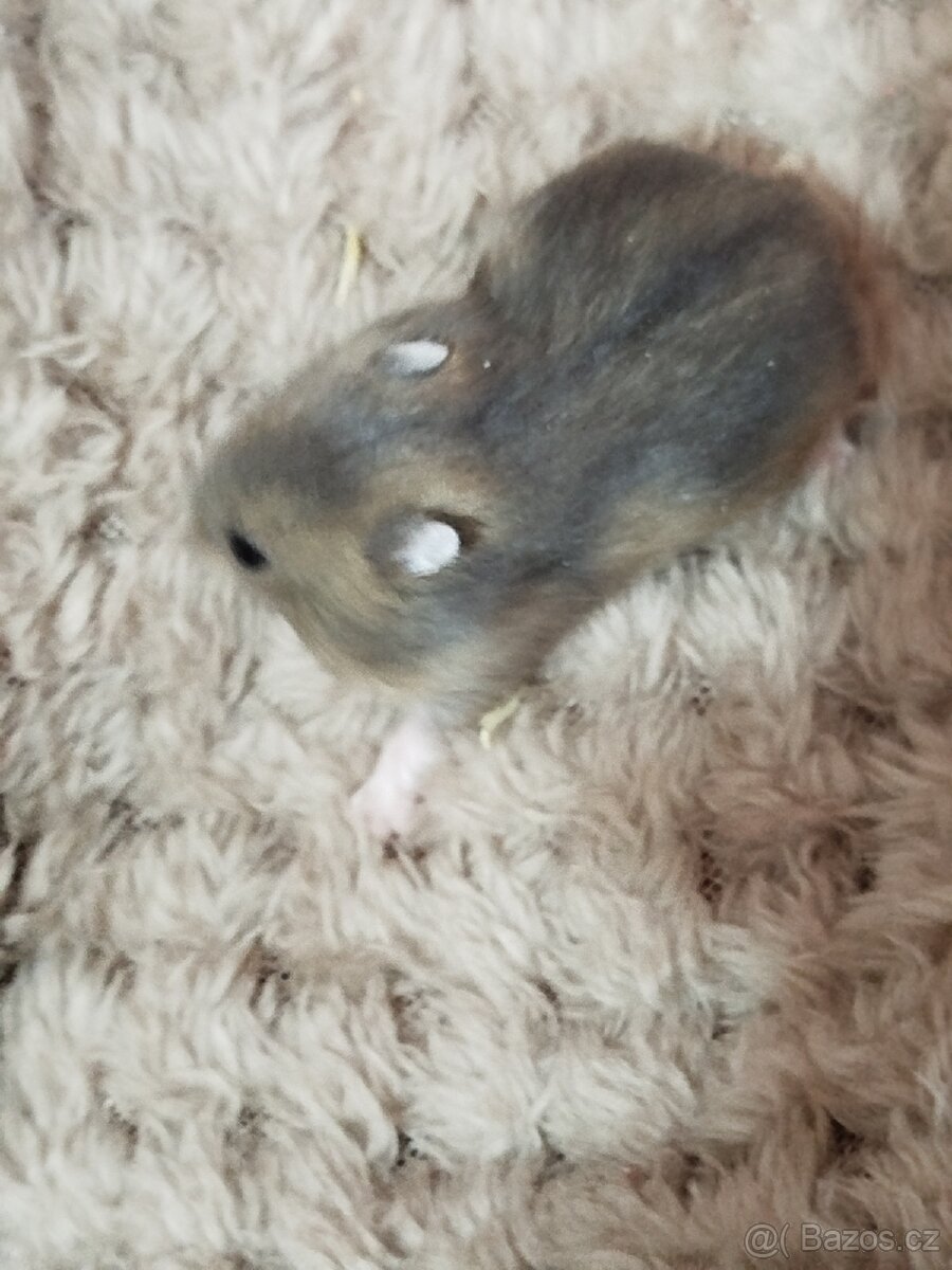 Křeček džungarský sameček - 6