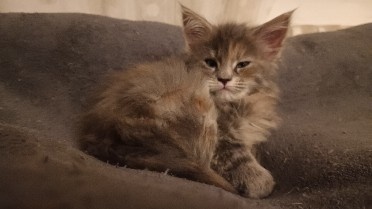 KOŤÁTKA MAINSKÁ MÝVALÍ - 6