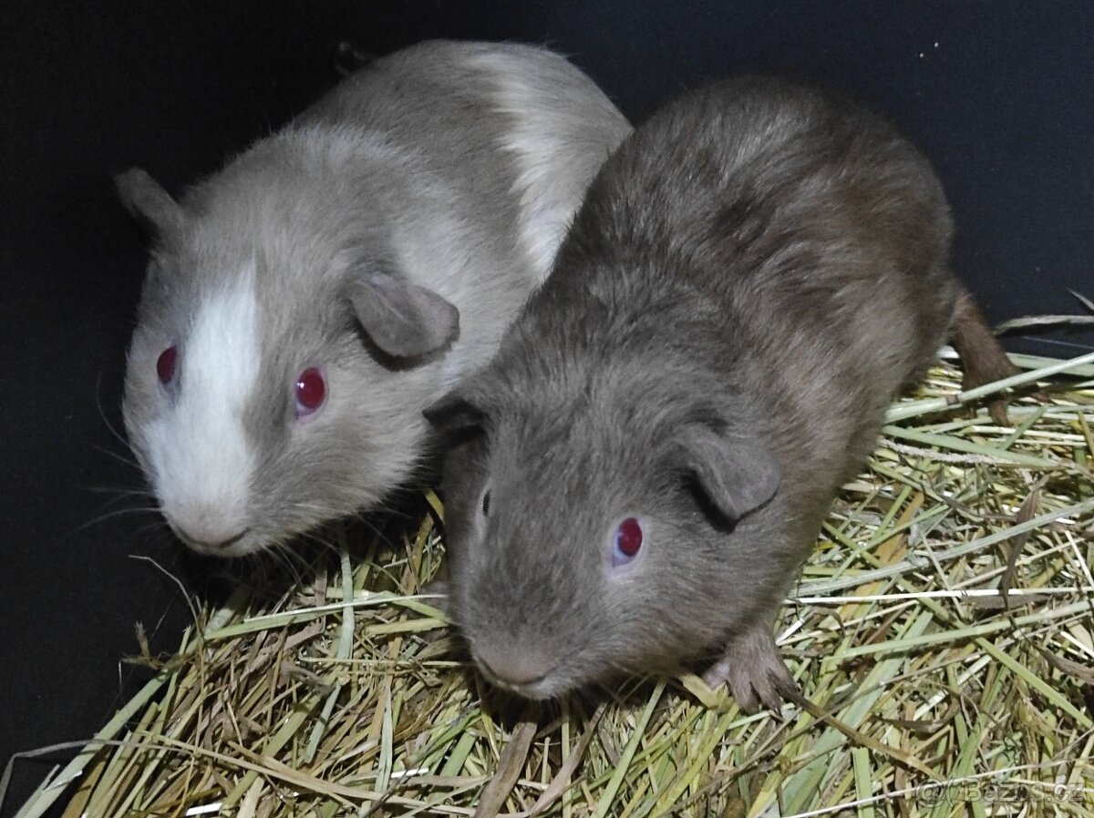 Morčata, morče, morčátka kluci i holky - 6