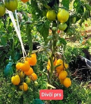 Perma nehybridní semena rajčat - 6