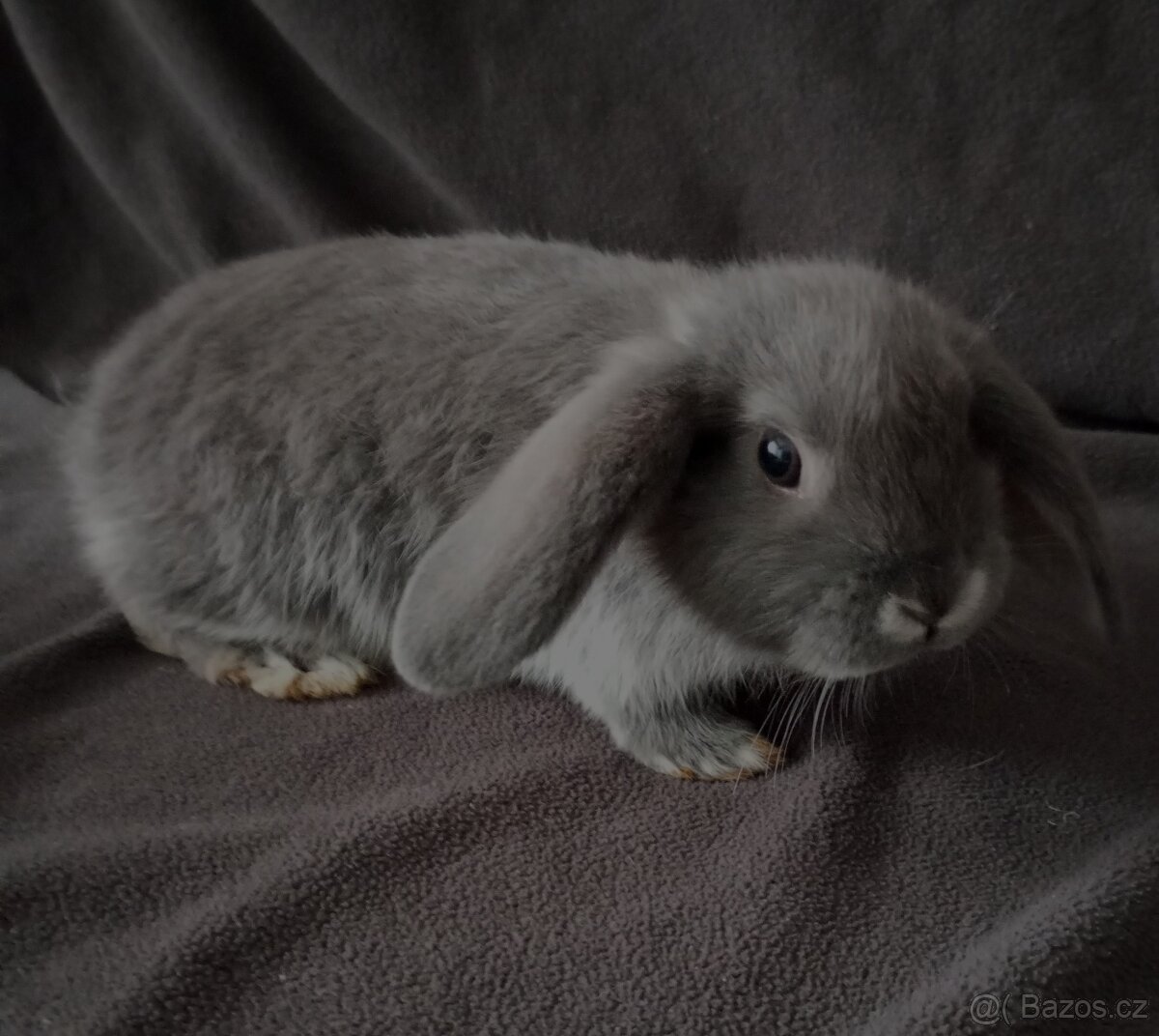 Zakrslý beránek králíček - 6