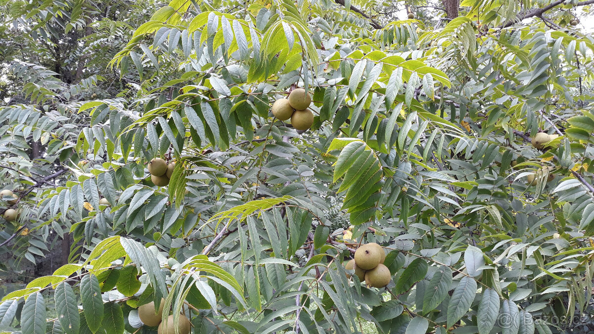 Ořech černý sazenice."Orech čierny - Kotora" - 6