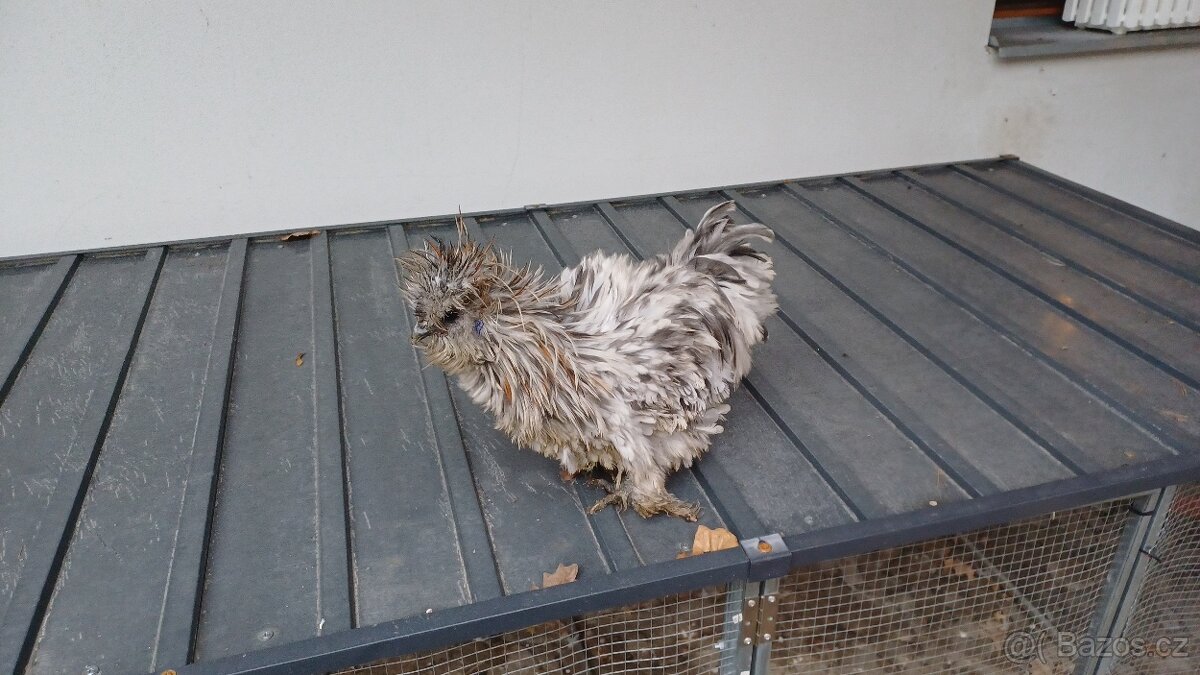 Hedvábnička kohout - 6