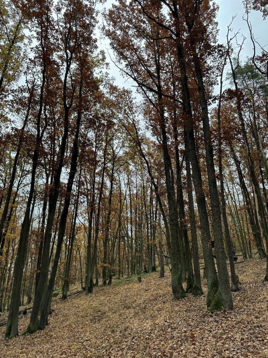 Prodám pozemky v k.ú. Snopoušovy - 6