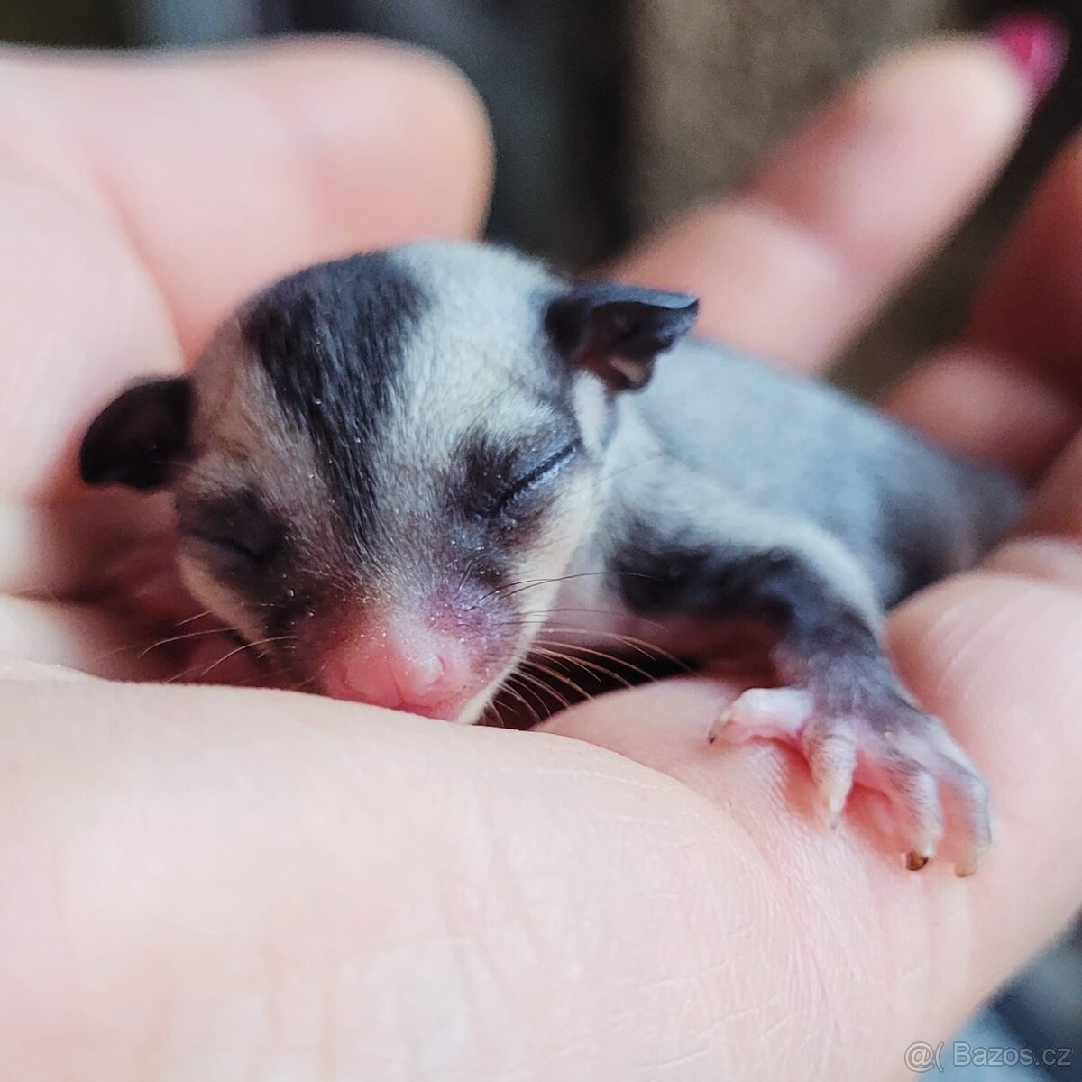 Vakoveverka letavá - 6