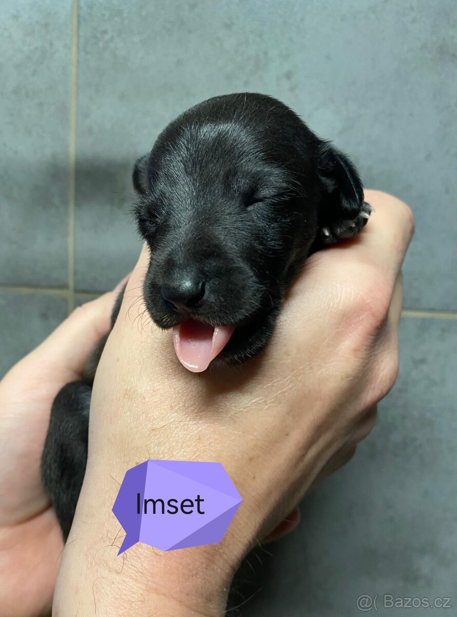 Italský chrtík s PP FCI - 6