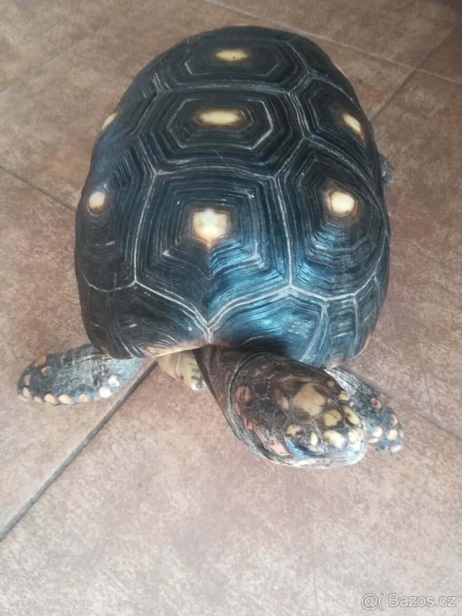 Želva Uhlířská - dospělé dvě samice - 6