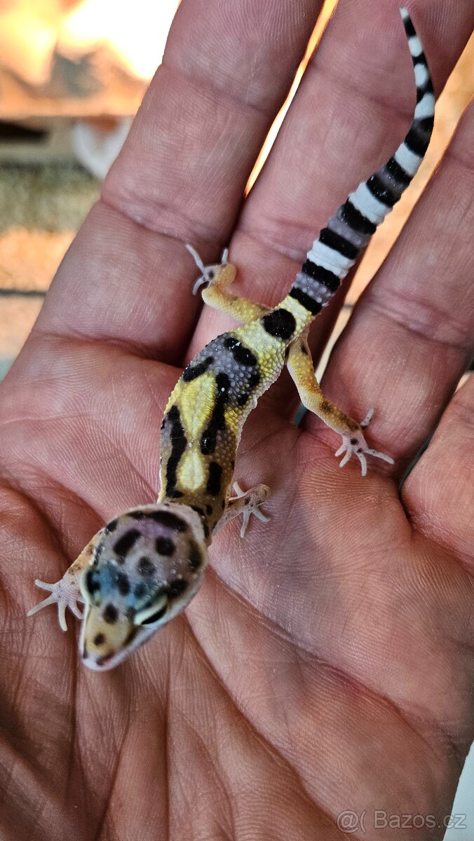 Gekoncik noční - samice 800 fotky na ubrousku - 6