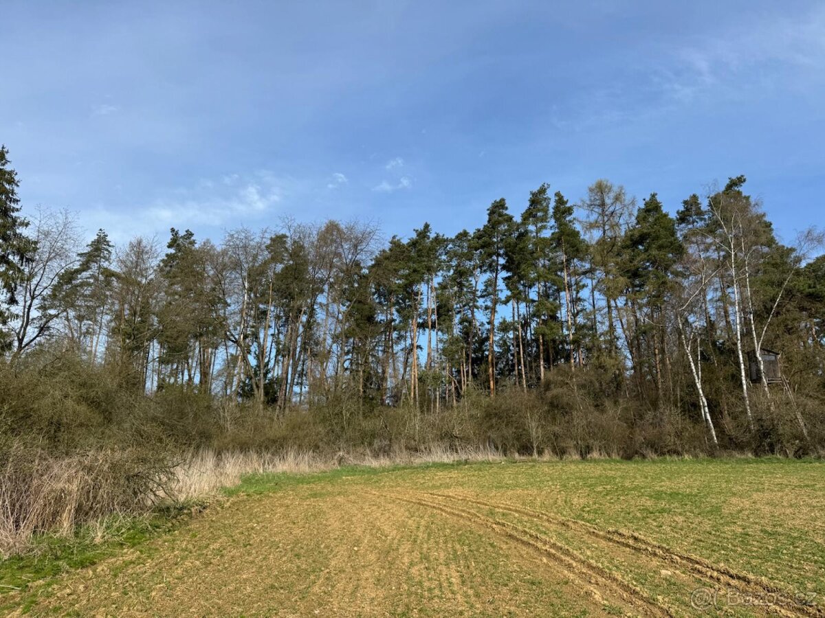 Prodám lesní pozemek v k. ú. Louňovice pod Blaníkem - 6