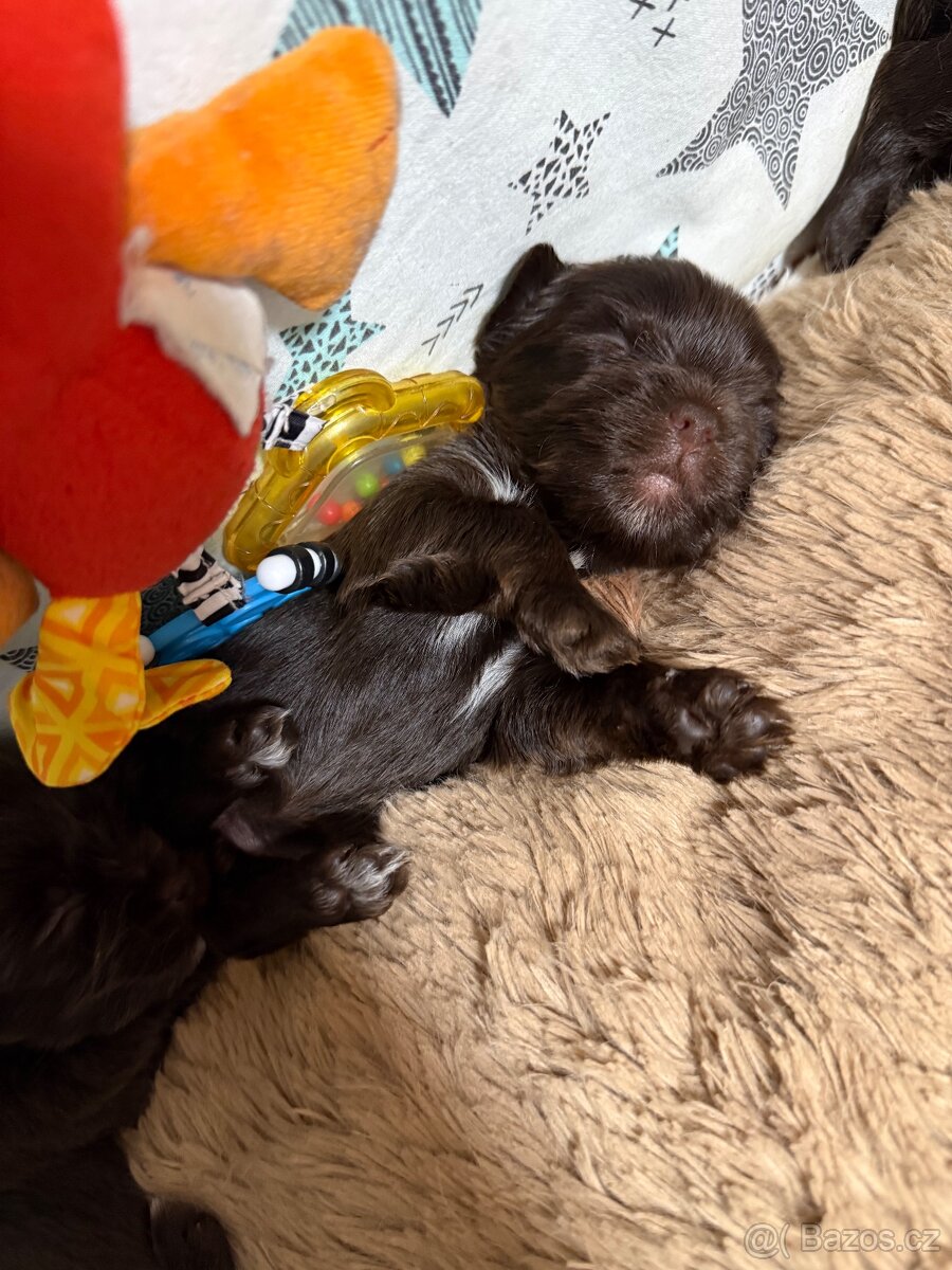 Jorkšírsky teriér s PP Fenka a Pejsek - 6