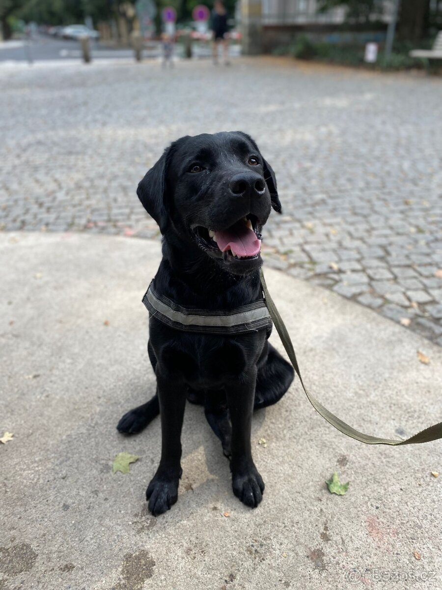 Černý labradorský retrívr - 6