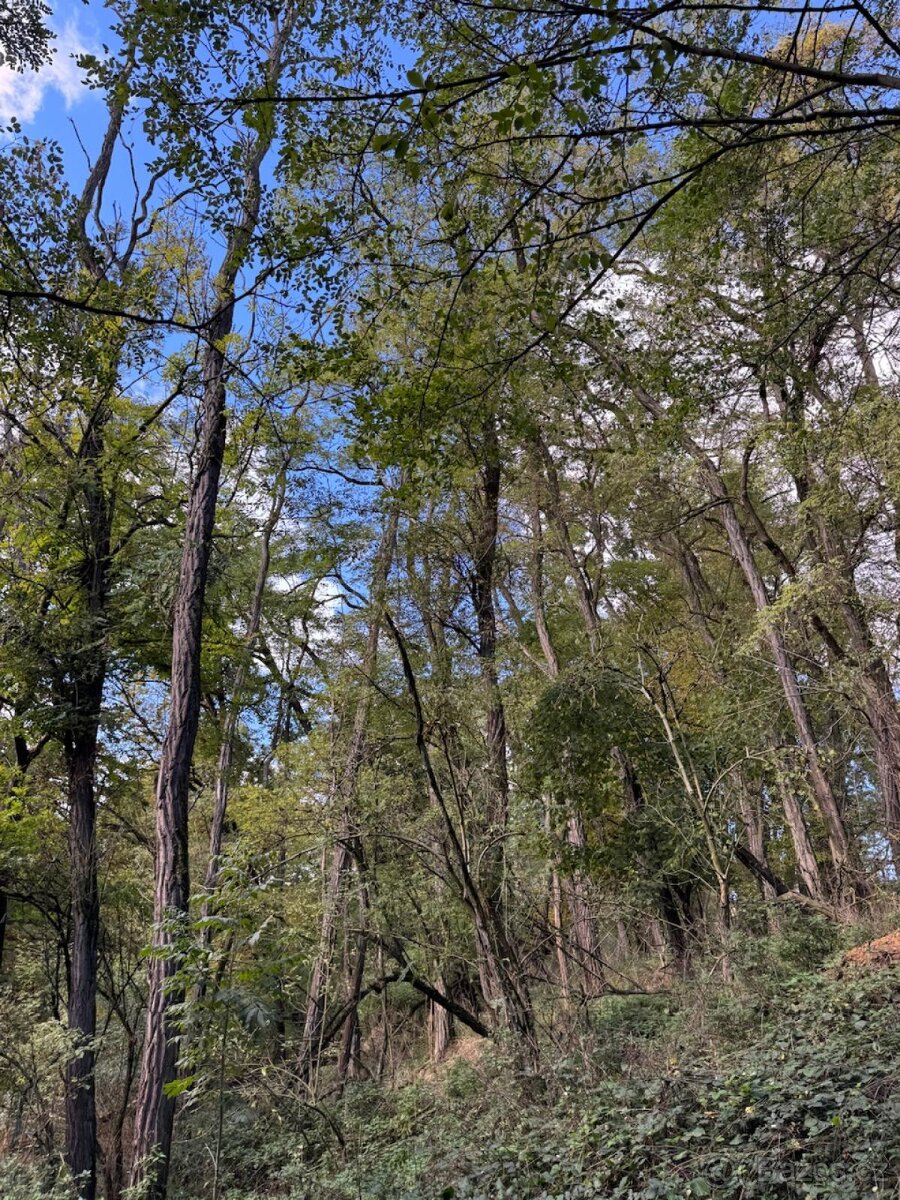 Prodej lesního pozemku v k.ú. Chorušice - 6