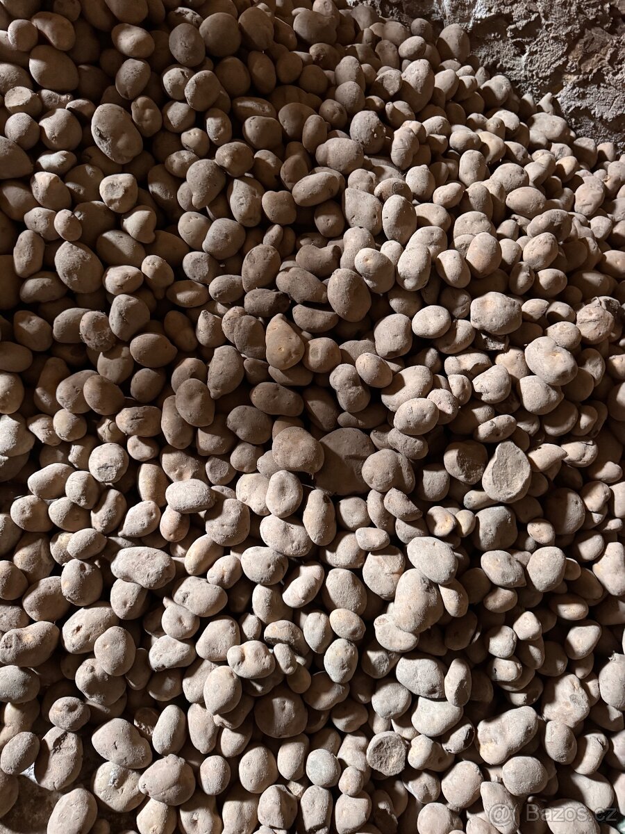 BRAMBORY na uskladnění ADÉLA - 6