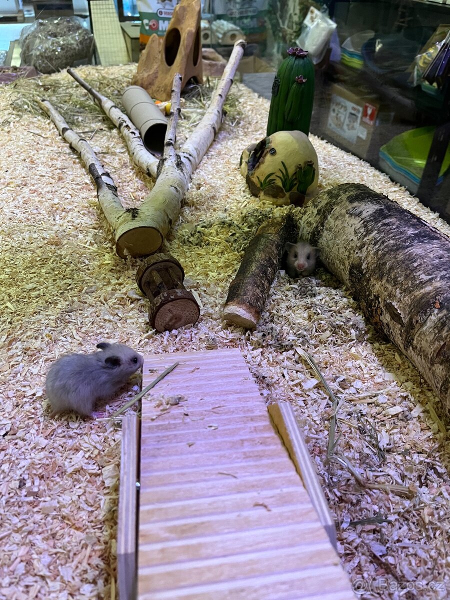 Křeček Syrský nar. 15.2.2026. - 6