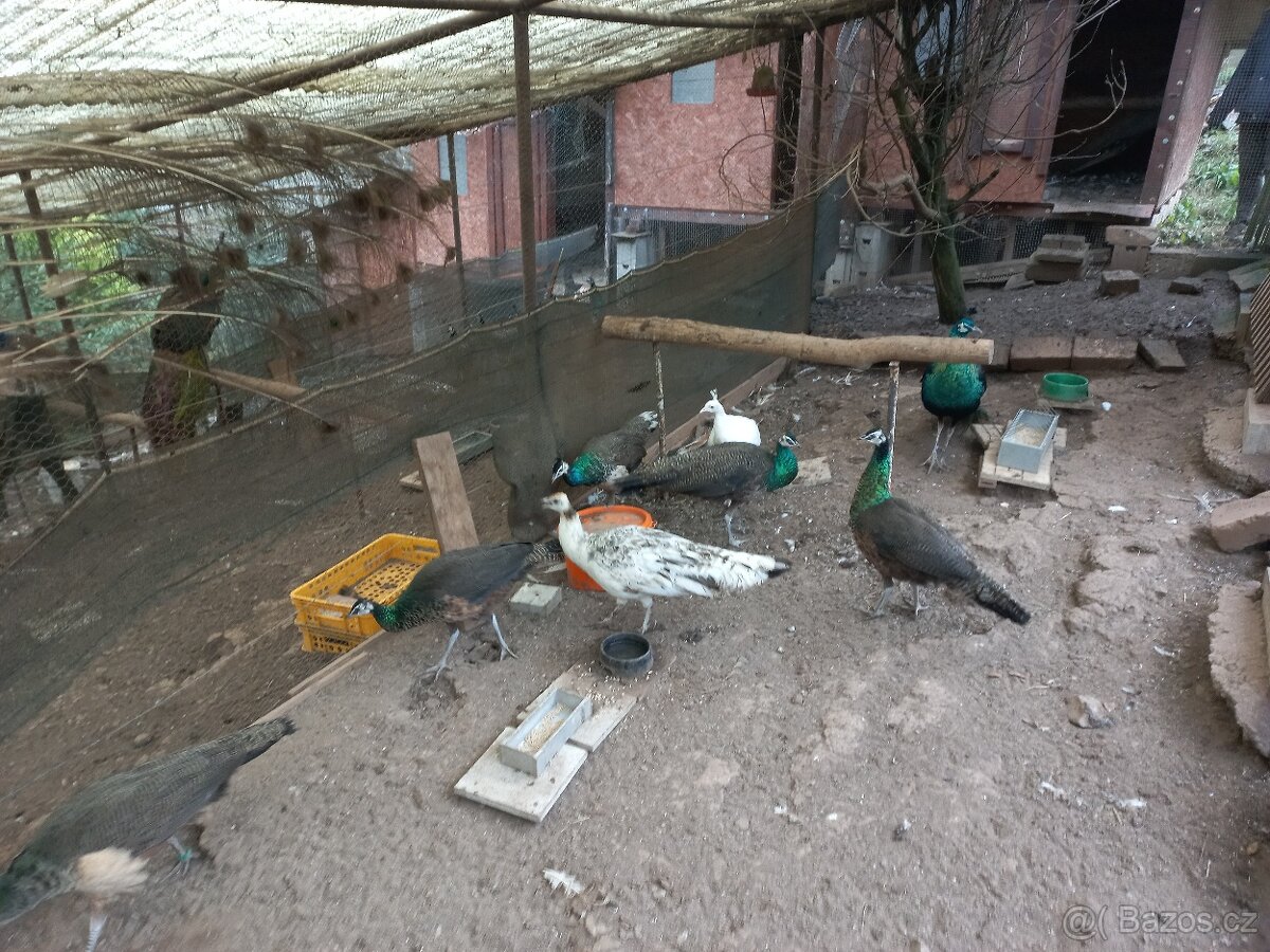 Páv modrý korunkatý, smaragd spalding, emerald spalding - 6