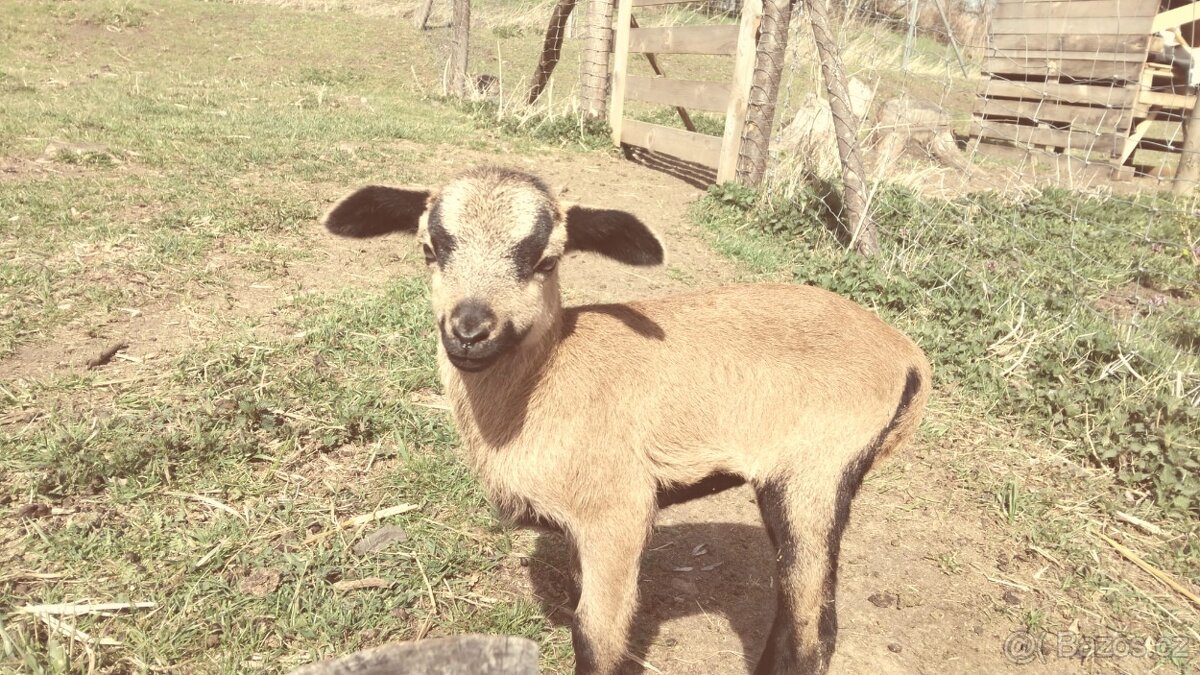 Kamerunská ovce - 6