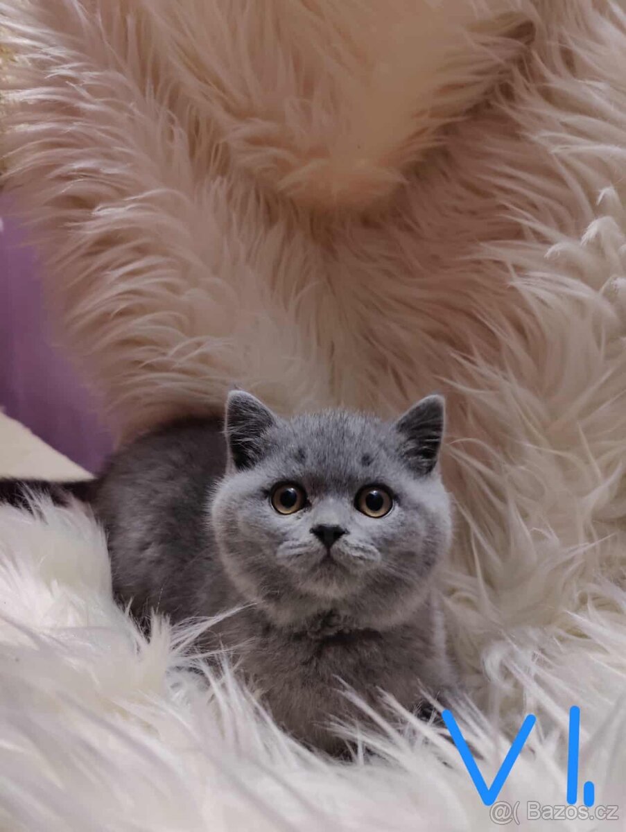 Britská modrá krátkosrstá koťata s pp - 6