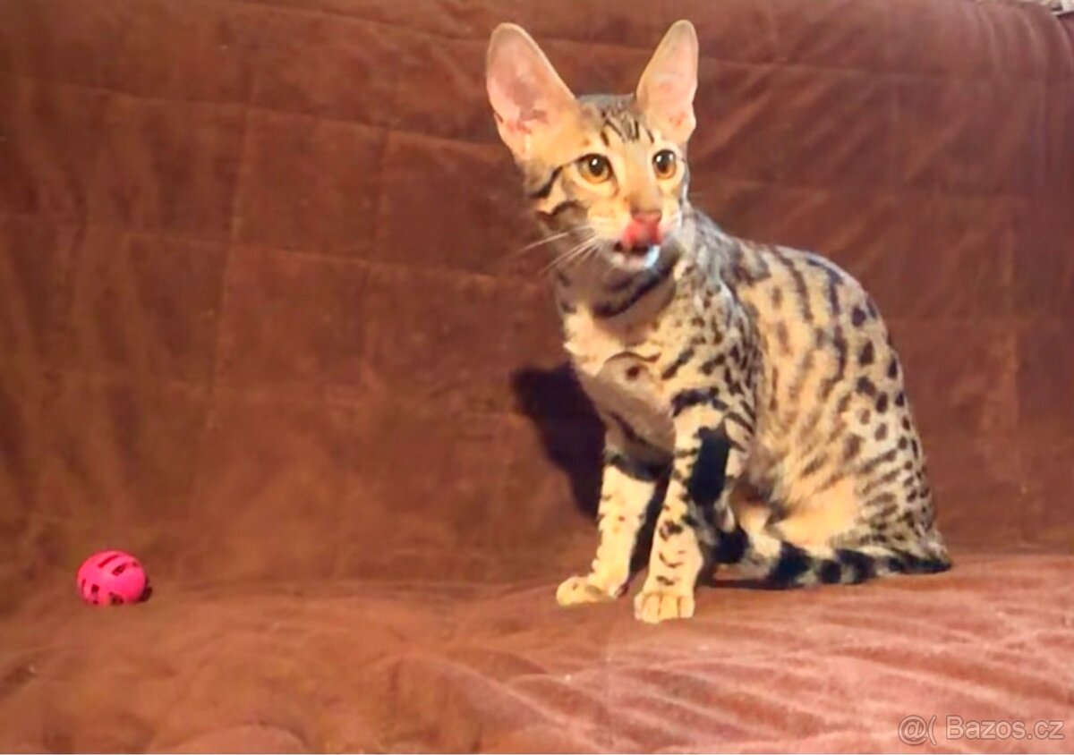 Savannah F6SBT s PP - 6