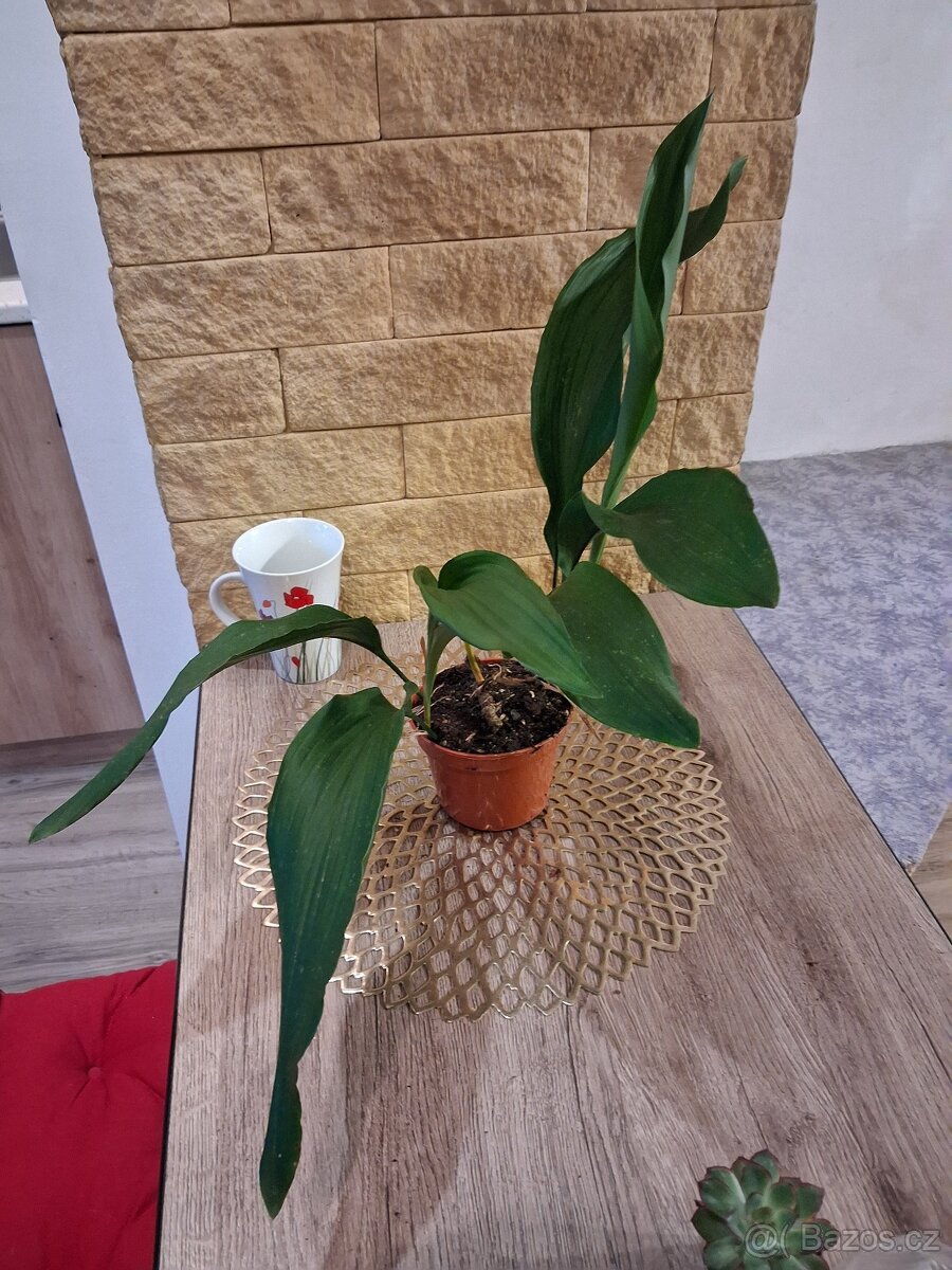 Pokojové rostliny 1 - 6