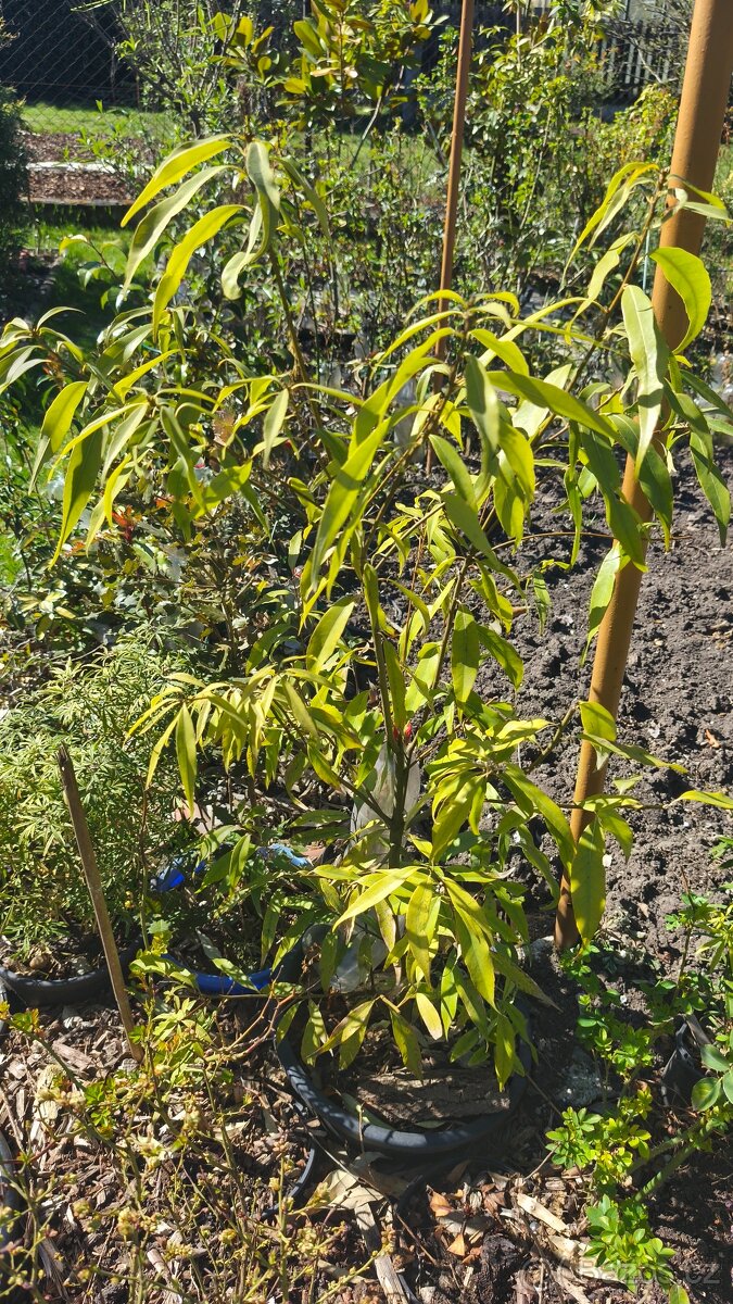 Exotické stále zelené keře - 6