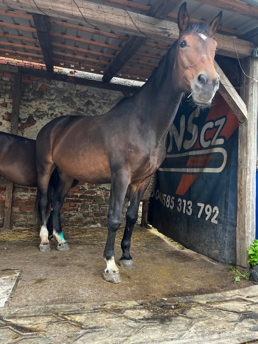 Kobyla ČT - 6