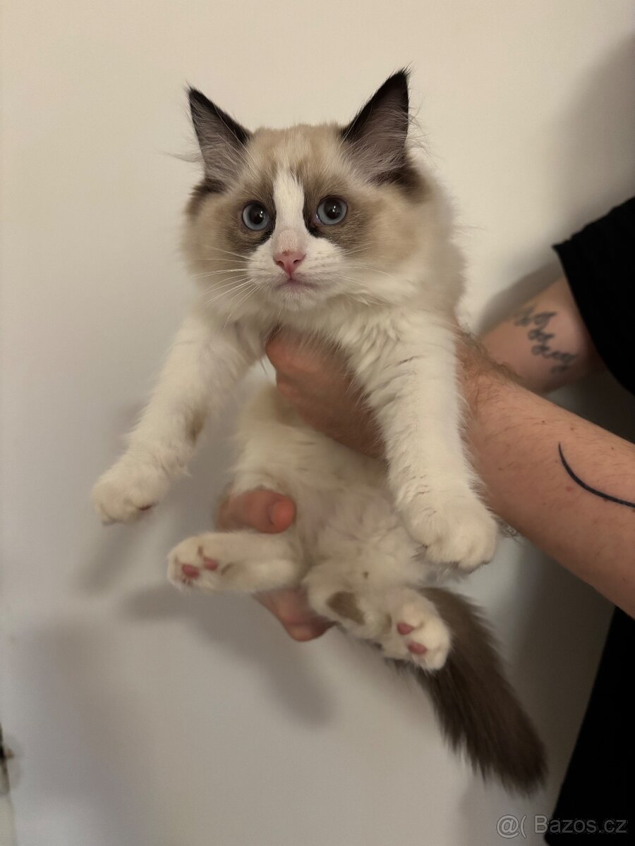 Koťátka Ragdoll - 6