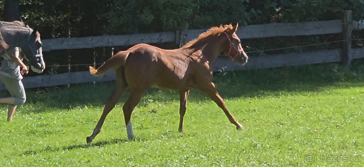 Aqha/Apha chestnut allaround klisnicka - 6