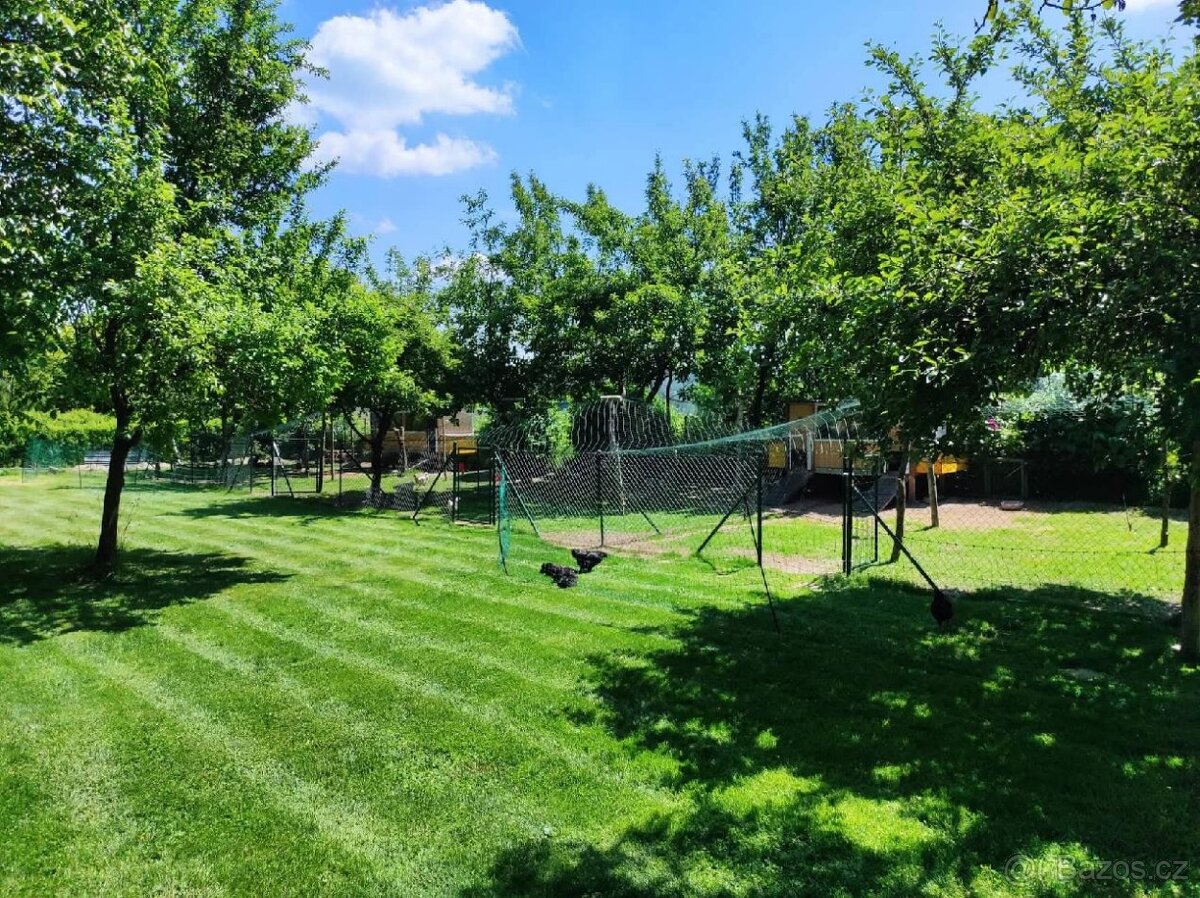 Holokrčka černá - 6